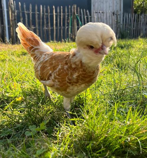 Kuifhoen haantje, Dieren en Toebehoren, Pluimvee, Kip, Mannelijk