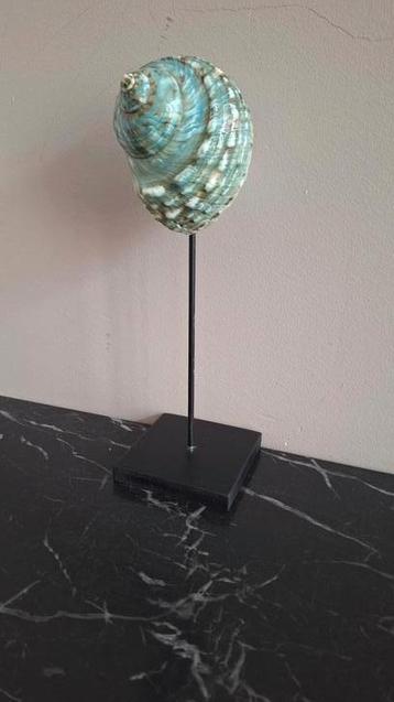 Grote groene echte schelp op voet vakkenkast ornament  beschikbaar voor biedingen