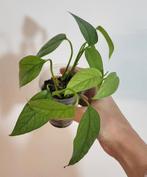 Epipremnum cebu blue, Ophalen of Verzenden, Volle zon, Minder dan 100 cm