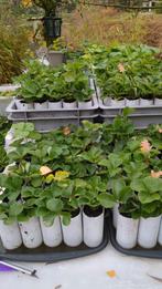 Aardbei  plantjes, Tuin en Terras, Ophalen of Verzenden, Tweejarig, Fruitplanten, Volle zon