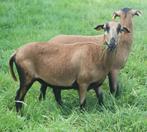 kameroenschapen, koppel te koop, Meerdere dieren, Schaap