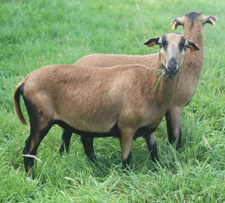 kameroenschapen, koppel te koop, Dieren en Toebehoren, Schapen, Geiten en Varkens, Schaap, Meerdere dieren