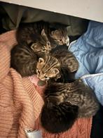 Cyperse kittens, Ontwormd