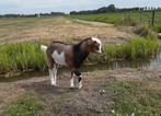 Dwergbok / dekbok hoornloos, Dieren en Toebehoren, Schapen, Geiten en Varkens, Mannelijk, Geit