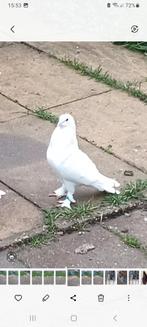 Supertakla, Dieren en Toebehoren, Vogels | Duiven, Mannelijk