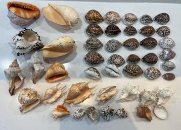 Grote Verzameling schelpen Cypraea tigris Cypraecassis Murex beschikbaar voor biedingen