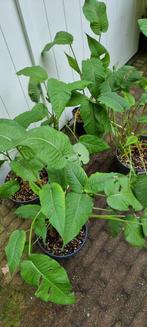 Persicaria / Duizendknoop, Ophalen, Zomer, Overige soorten, Halfschaduw