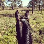 PRE Paard Gezocht, Dieren en Toebehoren, Paarden, Ruin, B, 165 tot 170 cm, 7 tot 10 jaar