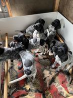 Duitse staande korthaard pups, Dieren en Toebehoren, Honden | Setters en Staande honden, Duitse Staande hond, Rabiës (hondsdolheid)