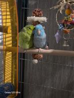 2 jonge forpussen (koppel) met veel toebehoren, Meerdere dieren, Parkiet