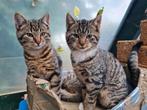 Jonge poesjes/kittens, Dieren en Toebehoren, Katten en Kittens | Raskatten | Korthaar, Poes, 0 tot 2 jaar