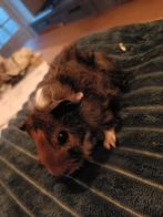 Te koop: lief, mooi borstelharig cavia beertje, Dieren en Toebehoren, Knaagdieren, Cavia, Mannelijk, November, Tam
