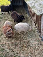 2 Ouessant rammen met UBN, Dieren en Toebehoren, Schapen, Geiten en Varkens, Mannelijk, Schaap