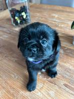 75% pekingees, Dieren en Toebehoren, Honden | Chihuahua's en Gezelschapshonden, 8 tot 15 weken, CDV (hondenziekte), Meerdere, Meerdere dieren