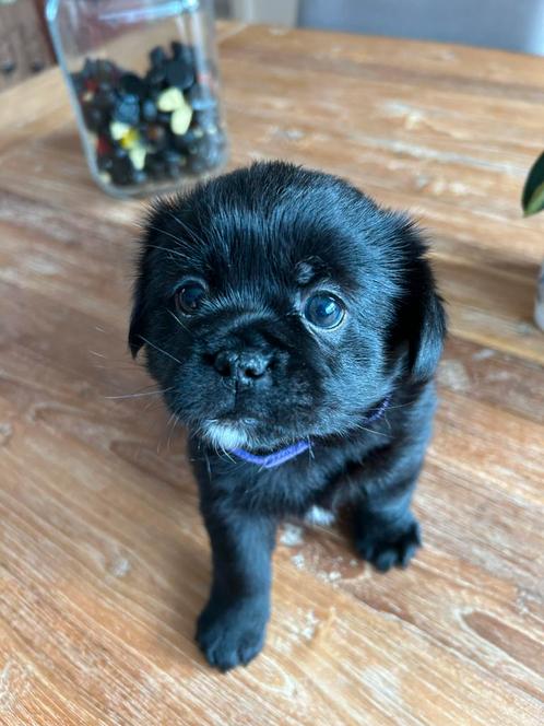 75% pekingees, Dieren en Toebehoren, Honden | Chihuahua's en Gezelschapshonden, Meerdere dieren, Pekingees of Dwergspaniel, Particulier