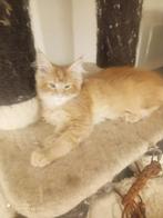 Russische Maine Coon kittens  met stamboom, Dieren en Toebehoren, Katten en Kittens | Raskatten | Langhaar, Meerdere dieren, Gechipt