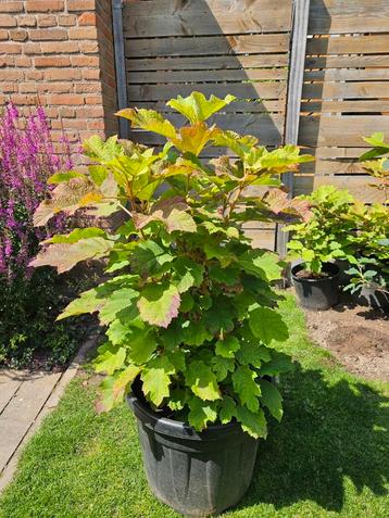 Eikenbladhortensia, Hydrangea quercifolia beschikbaar voor biedingen