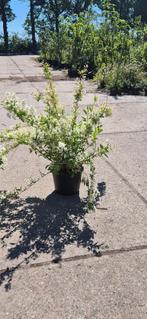 Bruidsbloem | Deutzia gracilis, Ophalen, Hortensia, Struik, 100 tot 250 cm