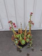 sempervivum mix (huislook, Tuin en Terras, Volle zon, Vaste plant, Zomer, Ophalen