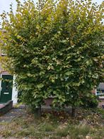 Leibomen, Ophalen, Volle zon, Overige soorten, 100 tot 250 cm