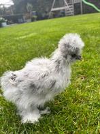USA zijdehoen kuikens (hennen), Dieren en Toebehoren, Vrouwelijk, Kip
