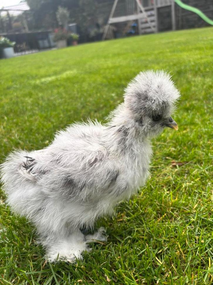 USA zijdehoen kuikens (hennen), Dieren en Toebehoren, Pluimvee, Kip, Vrouwelijk