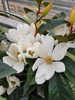 Fairy Magnolia ‘White’ / wintergroene Magnolia / nieuw ‼️‼️, In pot, Lente, Volle zon, Bolboom