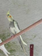 valkparkieten, Dieren en Toebehoren, Vogels | Parkieten en Papegaaien, Geslacht onbekend, Parkiet