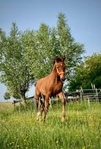 veulen KWPN merrie, Merrie, Gechipt, Niet van toepassing, 0 tot 2 jaar