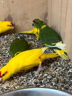 Kakariki DIV kleuren prijs in overleg, Dieren en Toebehoren, Meerdere dieren, Parkiet