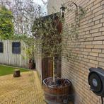 Mooie grote olijfboom, Ophalen of Verzenden, Overige soorten, Volle zon