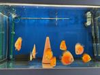 discusvis,discusvissen, Dieren en Toebehoren, Vissen | Aquariumvissen, Vis, Zoetwatervis, Schoolvis