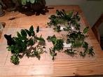 ANUBIAS STEKJES, Dieren en Toebehoren, Vissen | Aquaria en Toebehoren, Ophalen, Nieuw, Plant(en), Steen of Hout