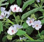 Althaea Officinalis | Echte Heemst | P9, Overige soorten, Volle zon, Vaste plant, Ophalen of Verzenden