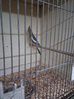 1 valk parkiet  pop, Vrouwelijk, Parkiet