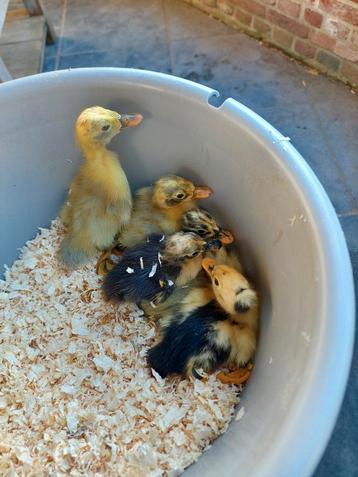 Loopeendjes loopeenden kuikens pulletjes kuifeend  beschikbaar voor biedingen