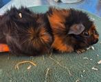 Cavia beertje, Dieren en Toebehoren, Juni, Mannelijk, Cavia