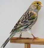 <<GEZOCHT>> Koppels Geel Agaat Mozaïek Kanaries, Dieren en Toebehoren, Vogels | Kanaries, Meerdere dieren, Kleurkanarie