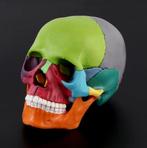 Menselijke Schedel Anatomie Model Gekleurd Doodskop Medisch, Verzenden, Nieuw