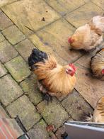 Cochin jonge haan, Dieren en Toebehoren, Mannelijk, Kip