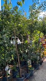 Hoogstam fruitbomen nu €45,50 (de laatsten ), Ophalen, Zomer, Volle zon, Overige soorten