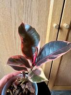 Ficus Elastica Belize | Jong plantje, Ophalen, Ficus, Minder dan 100 cm