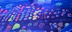 Kleurrijke koralen voor uw zeeaquarium, Ophalen of Verzenden, Nieuw, Gevuld zeewateraquarium