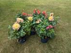 Partij van 6 Dahlia XXL planten vol met knoppen en bloemen, Ophalen, Zomer, Overige soorten, Volle zon