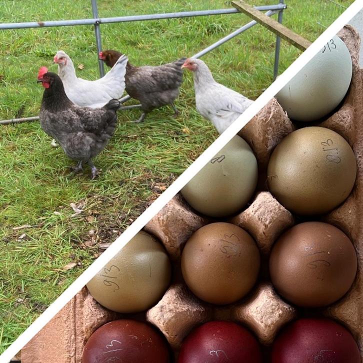 broedeieren groenlegger Marans lavendel parelgrijze Araucana, Dieren en Toebehoren, Pluimvee, Kip, Geslacht onbekend