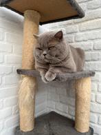 Dekkater Britse korthaar.Pati