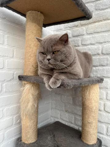 Dekkater Britse korthaar.Pati beschikbaar voor biedingen
