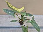 Philodendron Hastatum Silver Sword Variegata p13 (5)
