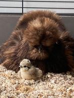 Toompje USA Zijdehoenders, Dieren en Toebehoren, Pluimvee, Meerdere dieren, Kip