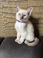 Thai Siamees kittens met stamboom, Dieren en Toebehoren, Meerdere dieren, Gechipt